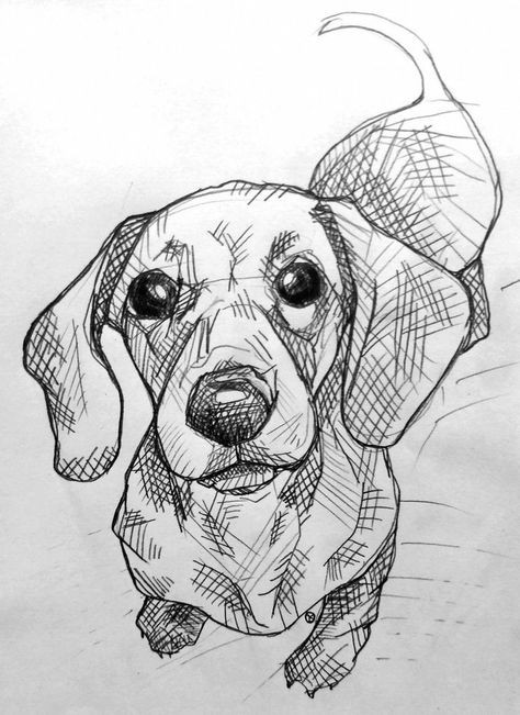 57 idées de dessins de chien pour apprendre à dessiner des chiens 25