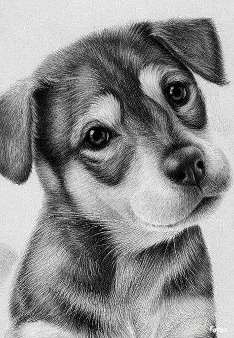 57 idées de dessins de chien pour apprendre à dessiner des chiens 28