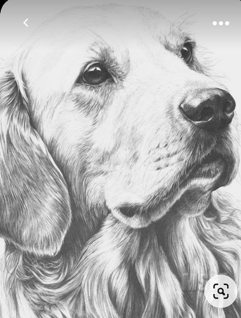 57 idées de dessins de chien pour apprendre à dessiner des chiens 40
