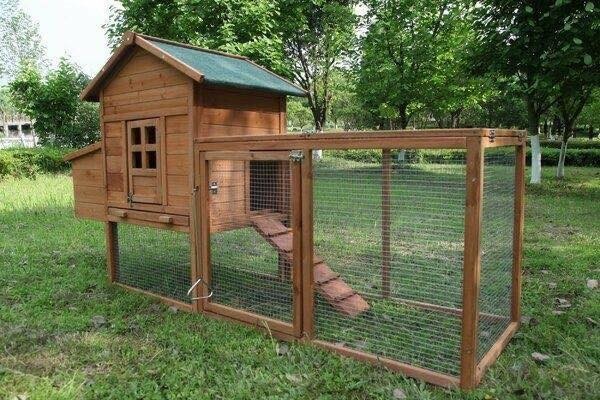50 idées pour avoir des poules à la maison 8 50 idées pour avoir des poules à la maison 8