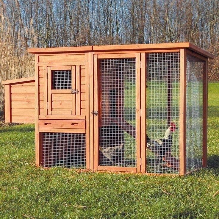 50 idées pour avoir des poules à la maison 9 50 idées pour avoir des poules à la maison 9
