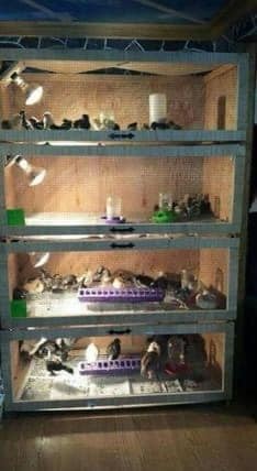 50 idées pour avoir des poules à la maison 10 50 idées pour avoir des poules à la maison 10