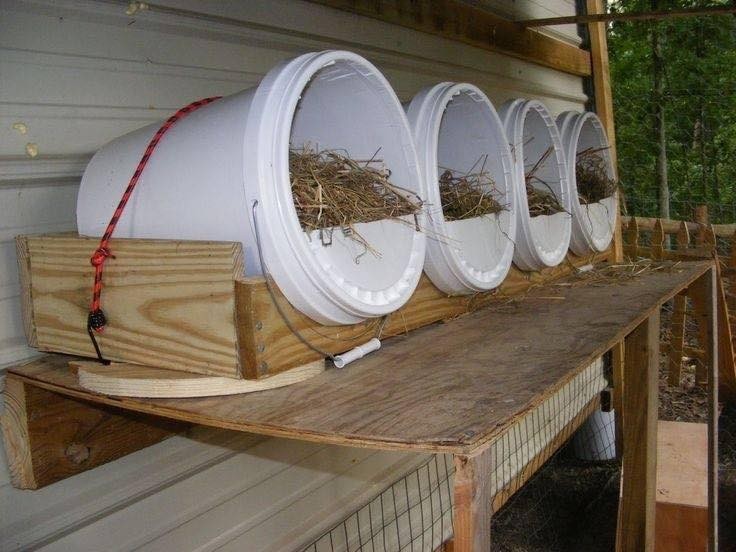 50 idées pour avoir des poules à la maison 3 50 idées pour avoir des poules à la maison 3