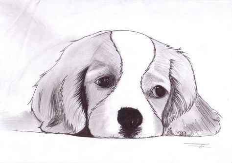 57 idées de dessins de chien pour apprendre à dessiner des chiens 55