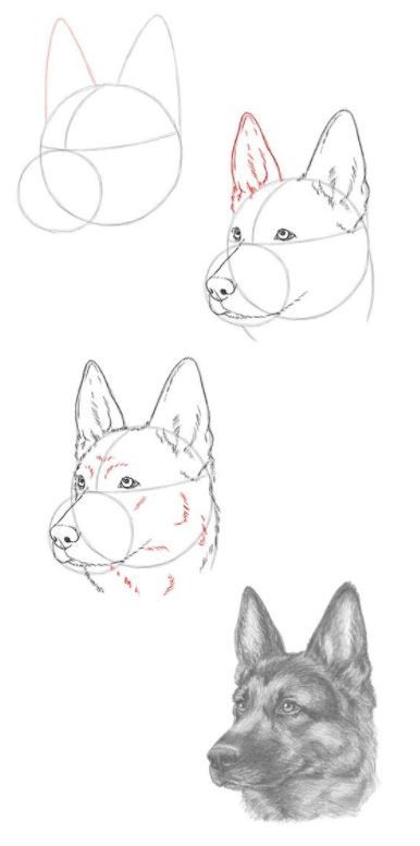 57 idées de dessins de chien pour apprendre à dessiner des chiens 8
