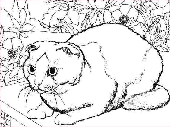 39 top idées de coloriages chat à imprimer 15 39 top idées de coloriages chat à imprimer 15