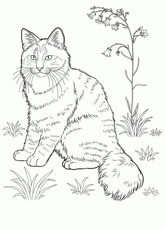 39 top idées de coloriages chat à imprimer 16 39 top idées de coloriages chat à imprimer 16