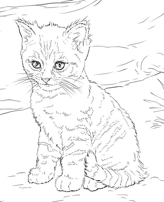39 top idées de coloriages chat à imprimer 31 39 top idées de coloriages chat à imprimer 31