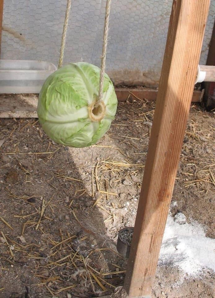 20 idées pour ceux qui aiment les Poussins 1 20 idées pour ceux qui aiment les Poussins 1