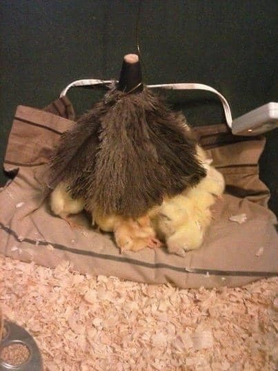 20 idées pour ceux qui aiment les Poussins 4 20 idées pour ceux qui aiment les Poussins 4