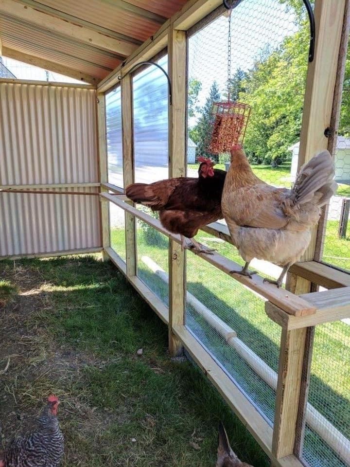 20 idées pour ceux qui aiment les Poussins 5 20 idées pour ceux qui aiment les Poussins 5