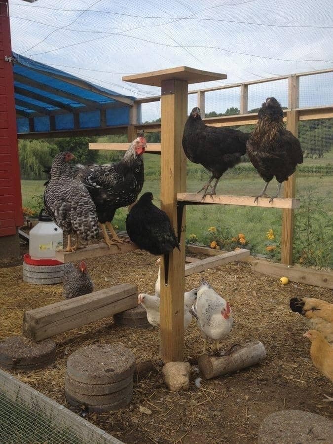 20 idées pour ceux qui aiment les Poussins 13 20 idées pour ceux qui aiment les Poussins 13