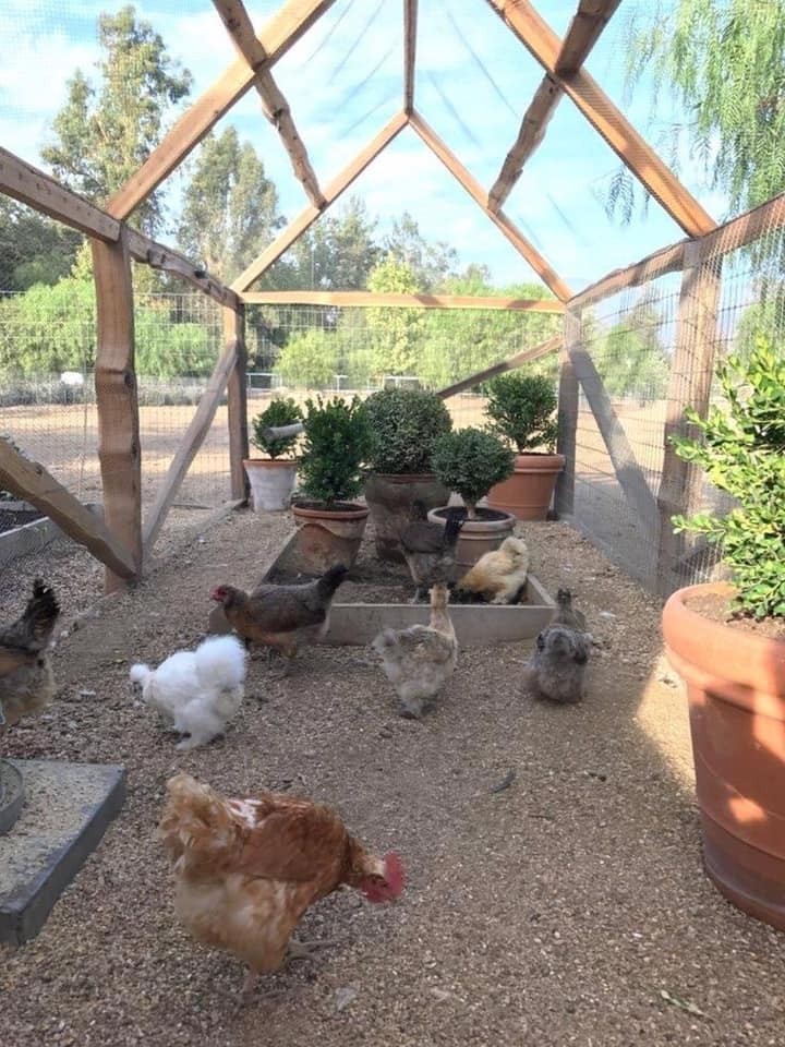 20 idées pour ceux qui aiment les Poussins 20 20 idées pour ceux qui aiment les Poussins 20