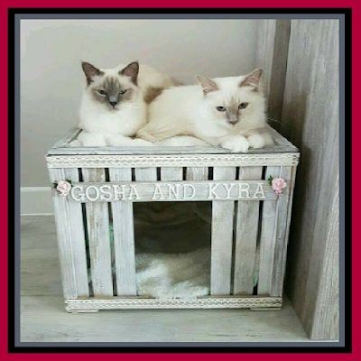 45 top idées de maisons de chat en plein air 15