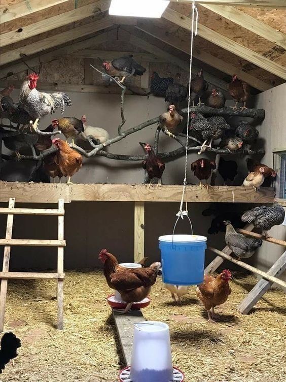 42 mini-poulaillers que vous pouvez construire vous-même 16 42 mini-poulaillers que vous pouvez construire vous-même 16