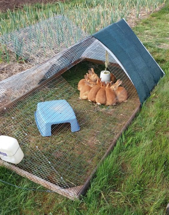 42 mini-poulaillers que vous pouvez construire vous-même 18 42 mini-poulaillers que vous pouvez construire vous-même 18