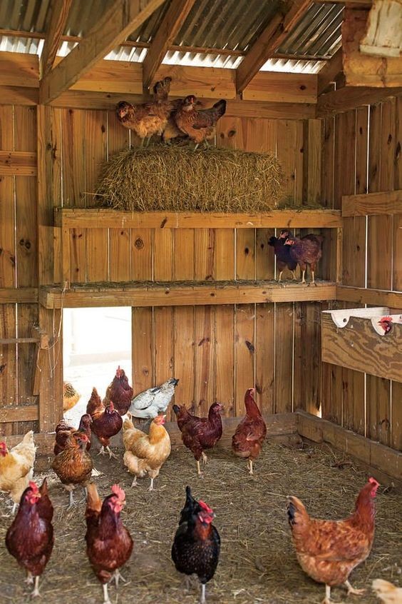 42 mini-poulaillers que vous pouvez construire vous-même 29 42 mini-poulaillers que vous pouvez construire vous-même 29