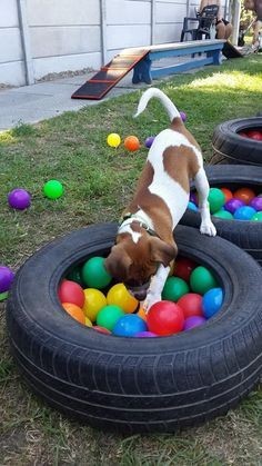 13 Jeux d'extérieur pour chiens à faire soi-même 1 13 Jeux d'extérieur pour chiens à faire soi-même 1