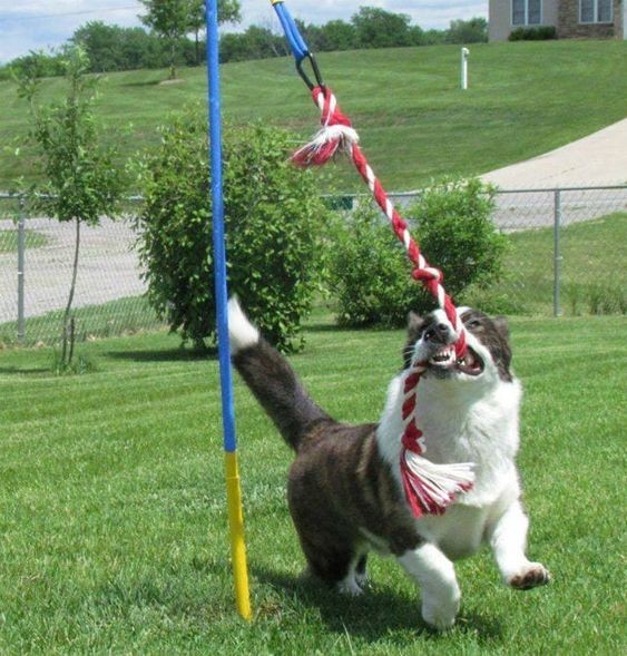 13 Jeux d'extérieur pour chiens à faire soi-même 2