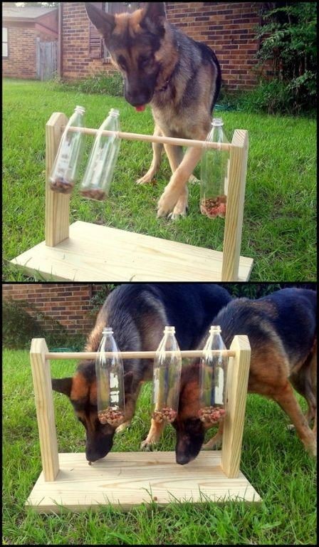 13 Jeux d'extérieur pour chiens à faire soi-même 3