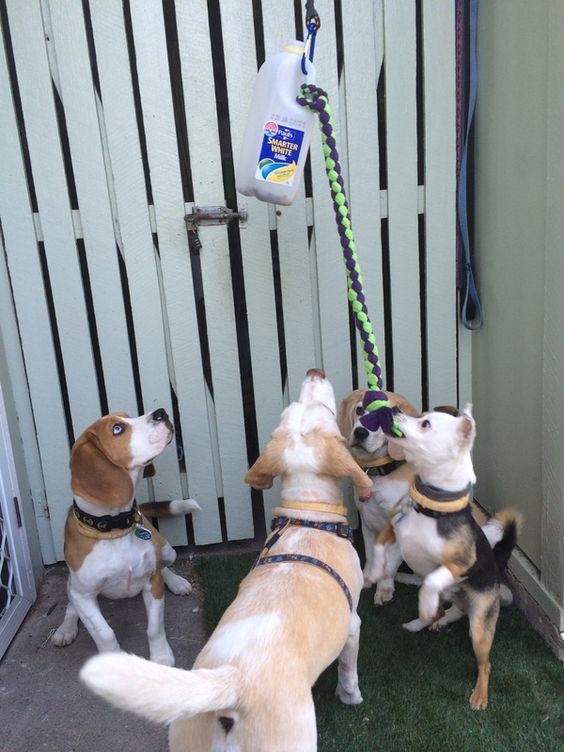 13 Jeux d'extérieur pour chiens à faire soi-même 4