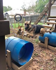 13 Jeux d'extérieur pour chiens à faire soi-même 5