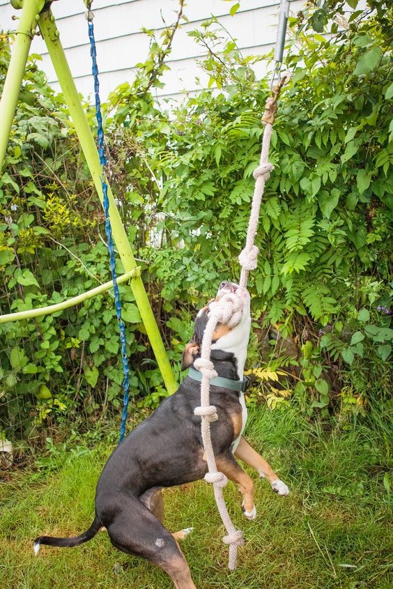13 Jeux d'extérieur pour chiens à faire soi-même 10