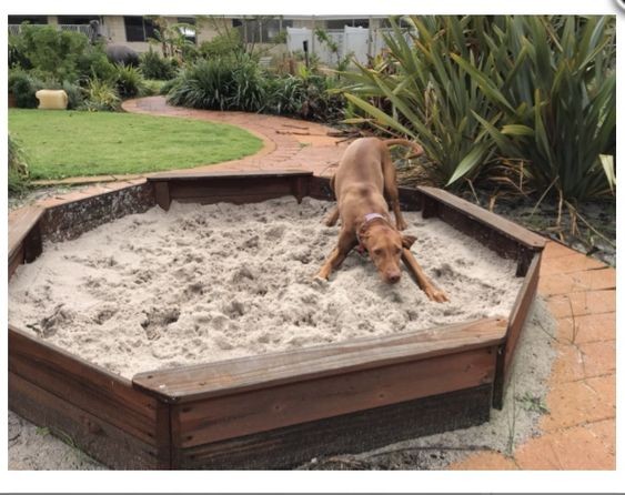 13 Jeux d'extérieur pour chiens à faire soi-même 12