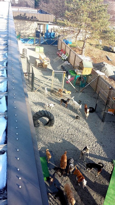 13 Jeux d'extérieur pour chiens à faire soi-même 13