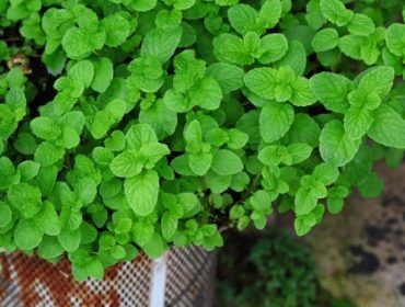 7 astuces pour faire fuir les moustiques de façon naturelle 5 7 astuces pour faire fuir les moustiques de façon naturelle 5