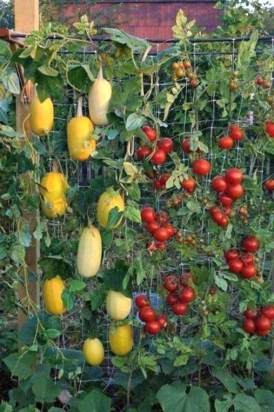 43 idées pour aménager un petit potager 30 43 idées pour aménager un petit potager 30
