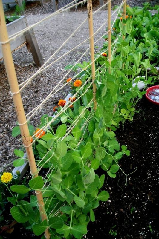 43 idées pour aménager un petit potager 27 43 idées pour aménager un petit potager 27