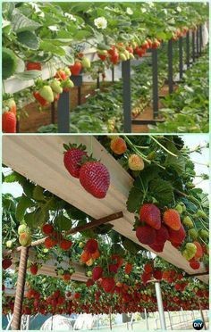 43 idées pour aménager un petit potager 29 43 idées pour aménager un petit potager 29