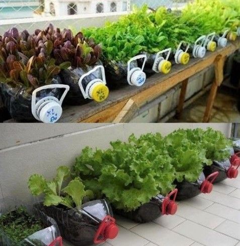 15 idées pour jardiner dans des bouteilles en plastique 3 15 idées pour jardiner dans des bouteilles en plastique 3