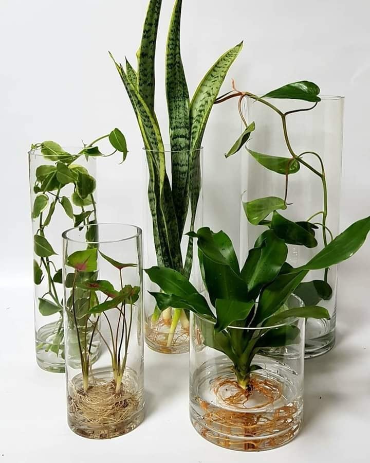 29 idées pour cultiver des plantes et des fleurs dans des bocaux 22 29 idées pour cultiver des plantes et des fleurs dans des bocaux 22