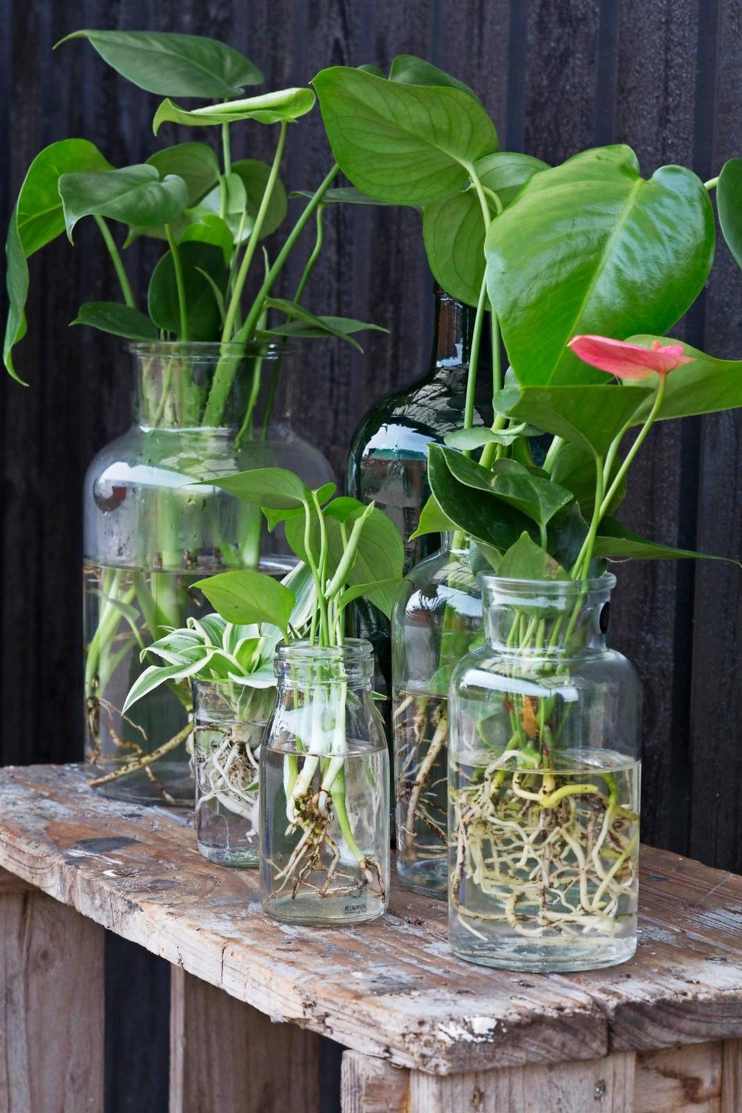 29 idées pour cultiver des plantes et des fleurs dans des bocaux 27 29 idées pour cultiver des plantes et des fleurs dans des bocaux 27
