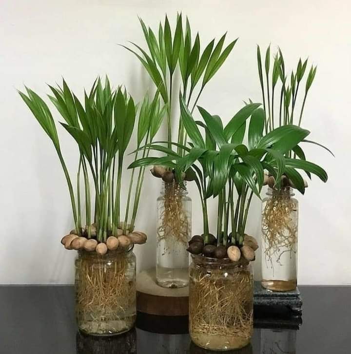 29 idées pour cultiver des plantes et des fleurs dans des bocaux 28 29 idées pour cultiver des plantes et des fleurs dans des bocaux 28