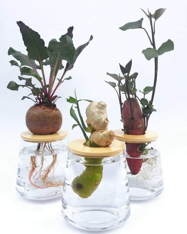 29 idées pour cultiver des plantes et des fleurs dans des bocaux 29 29 idées pour cultiver des plantes et des fleurs dans des bocaux 29