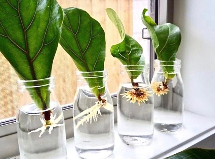 29 idées pour cultiver des plantes et des fleurs dans des bocaux 5 29 idées pour cultiver des plantes et des fleurs dans des bocaux 5
