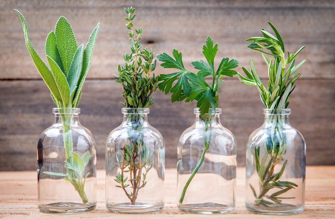 29 idées pour cultiver des plantes et des fleurs dans des bocaux 7 29 idées pour cultiver des plantes et des fleurs dans des bocaux 7