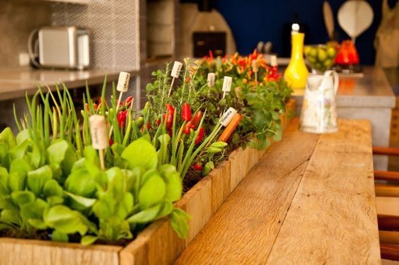 35 idées de mini potagers à faire dans la cuisine 9 35 idées de mini potagers à faire dans la cuisine 9