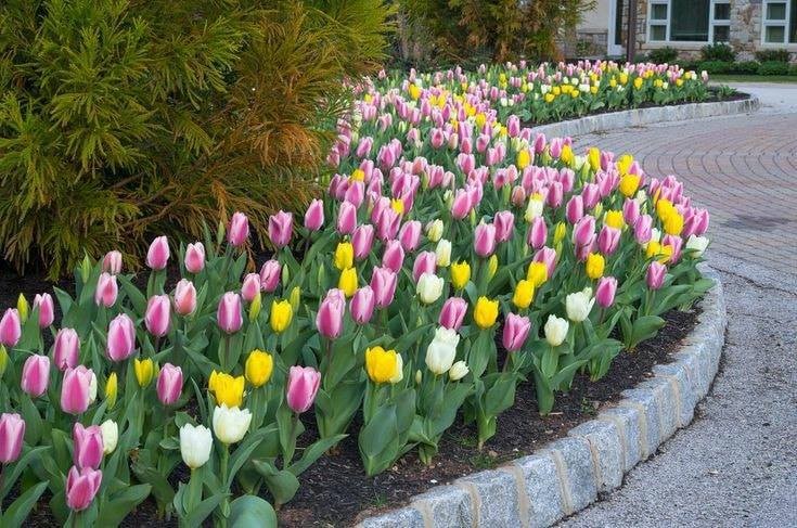86 top idées pour remodeler votre jardin 43