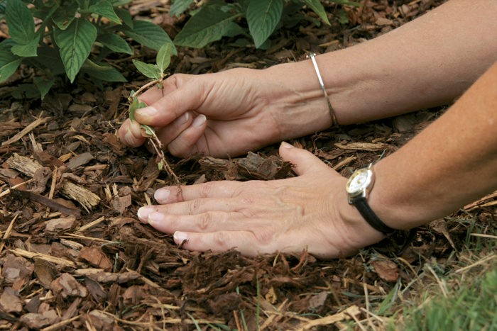 5 astuces naturelles pour désherber le jardin facilement 2 5 astuces naturelles pour désherber le jardin facilement 2