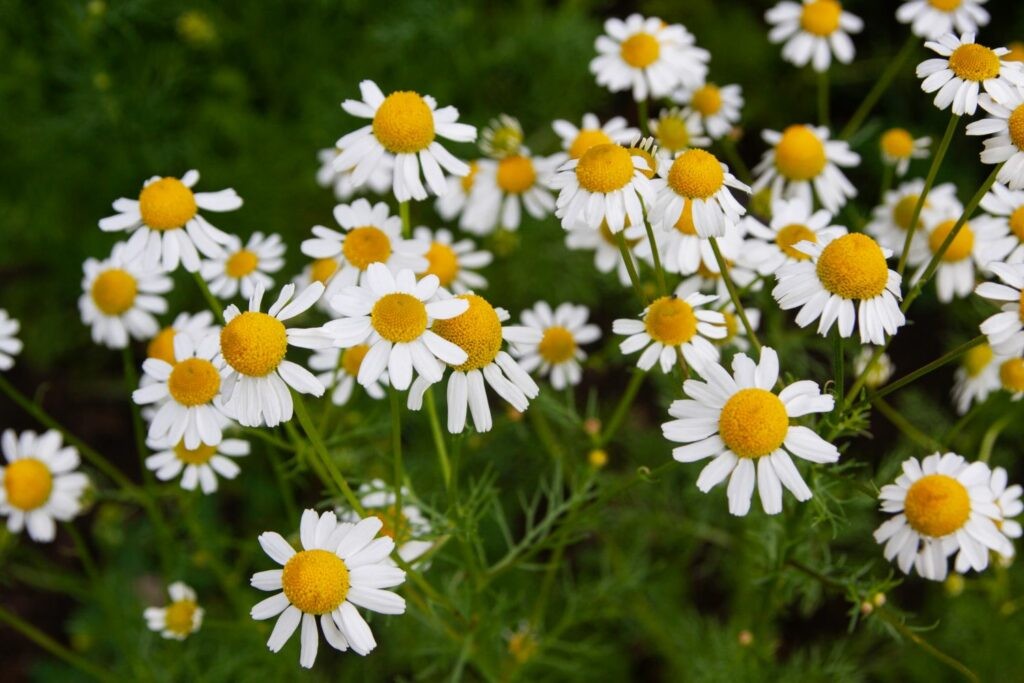 10 remèdes de grand-mère anti bouton de fièvre 6 10 remèdes de grand-mère anti bouton de fièvre 6