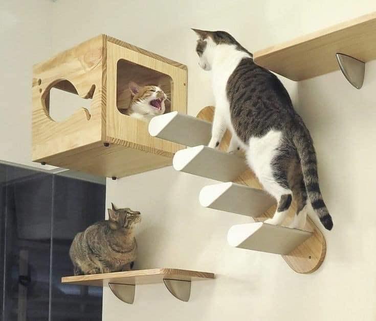 25 idées pour les amoureux des chats 9 25 idées pour les amoureux des chats 9