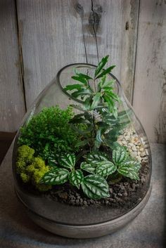 41 idées de mini jardins dans des bocaux en verre 3