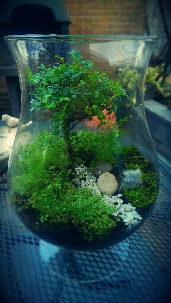 41 idées de mini jardins dans des bocaux en verre 38