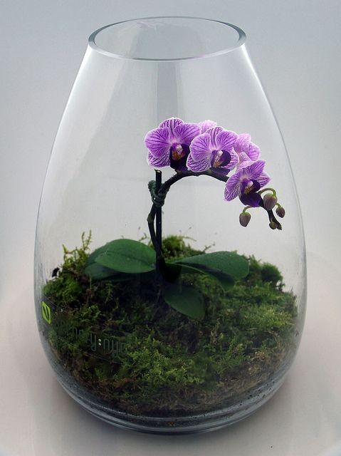 41 idées de mini jardins dans des bocaux en verre 7