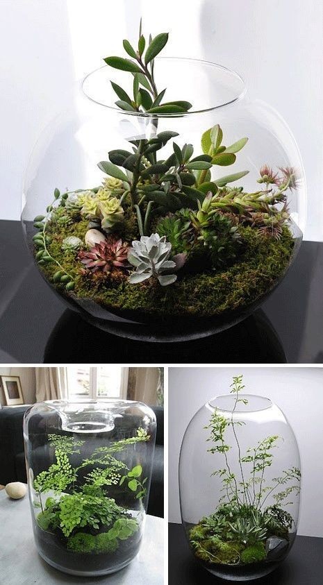 41 idées de mini jardins dans des bocaux en verre 1