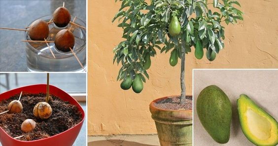 5 astuces hyper-simples pour faire pousser un avocatier 1 5 astuces hyper-simples pour faire pousser un avocatier 1